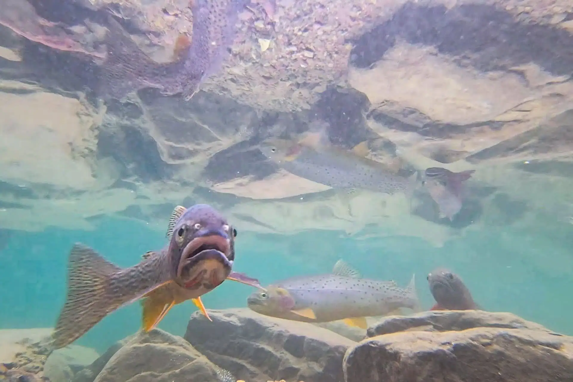 Underwater view of several fish swimming among rocks in clear blue water, capturing one fish facing the camera with a prominent open mouth—an amusing scene that could rival the 2024 cdt worst moments for attention.