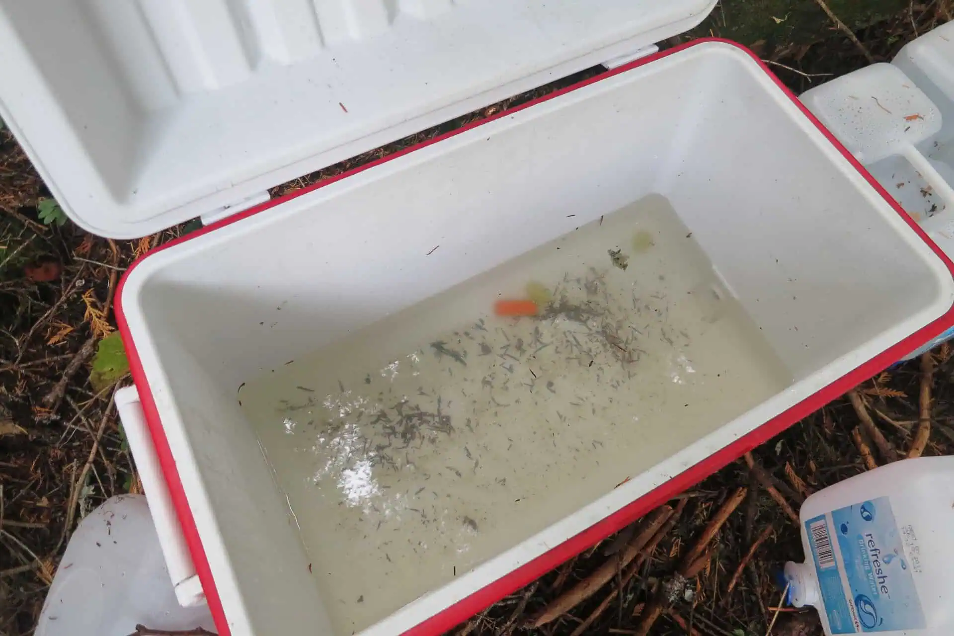 An open red and white cooler, reminiscent of 2024 best pct moments, sits outdoors with dirty water, debris, and a single orange carrot piece inside. Twigs, leaves, and a plastic bottle surround it on the ground.