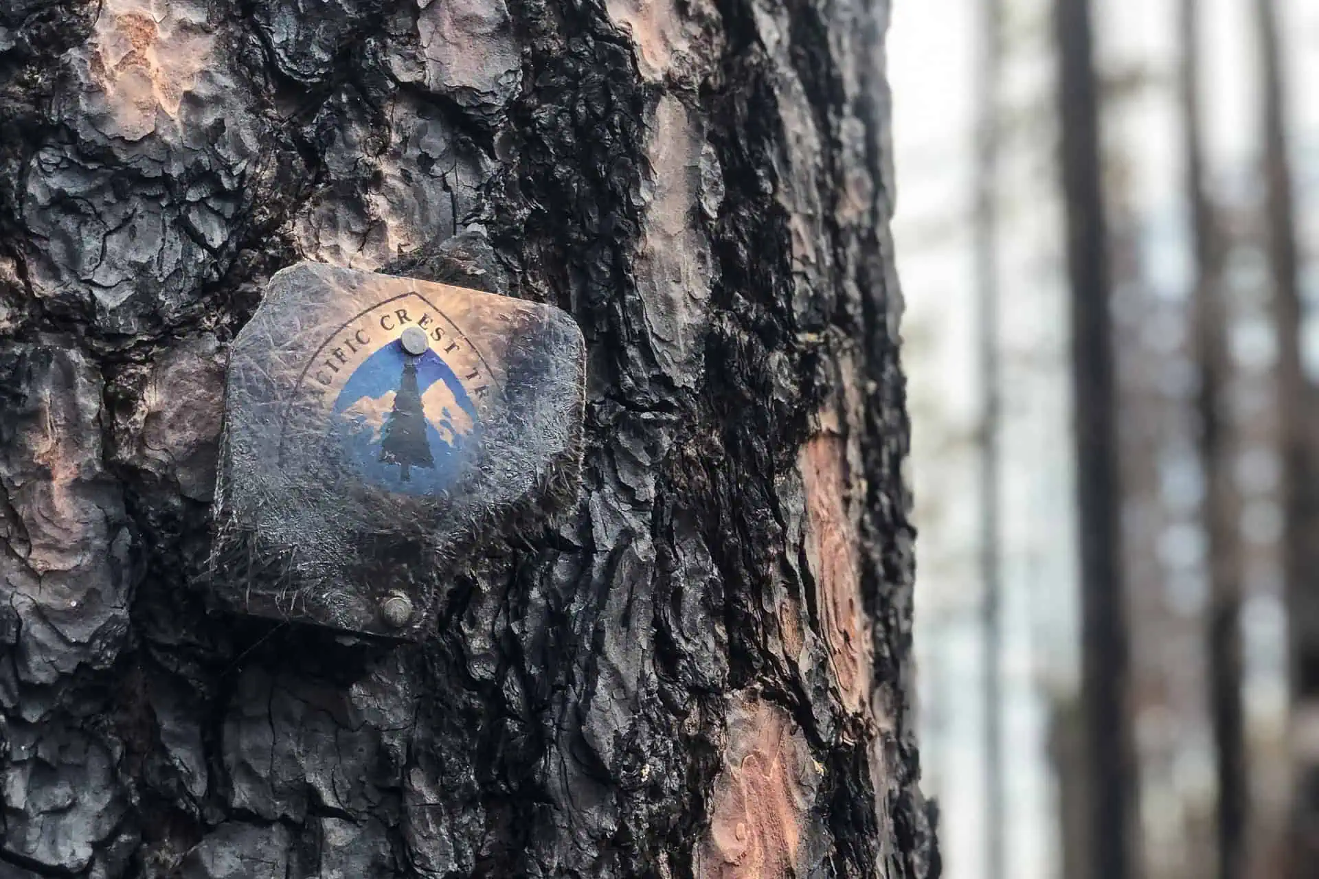 A close-up of a tree trunk with a weathered Pacific Crest Trail marker—one of the 2024 best PCT moments—shows a blue mountain and tree emblem, with blurred forest trees in the background.