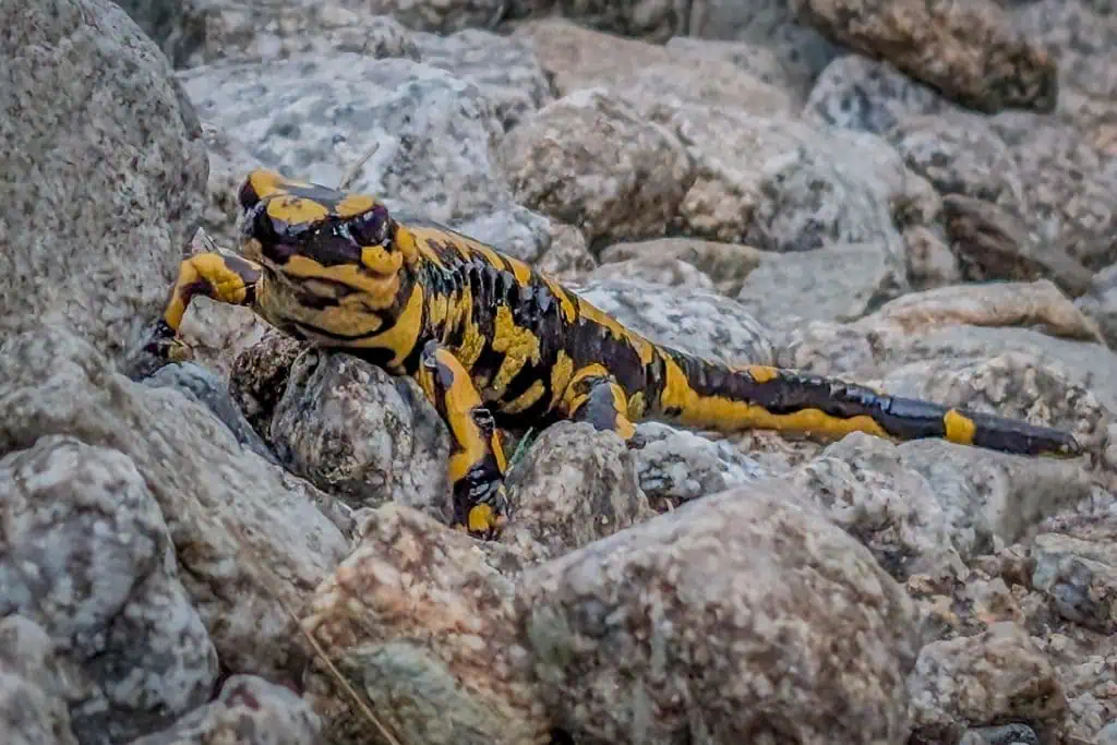 A yellow and black salamander crawls on rocky terrain along the Pyrenees High Route, blending in with the gray stones surrounding it—a striking scene for any photo gallery.