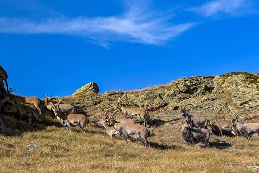 A group of Alpine ibex with large curved horns stand and walk on a grassy, rocky hillside along the Pyrenees High Route under a bright blue sky with wispy clouds.