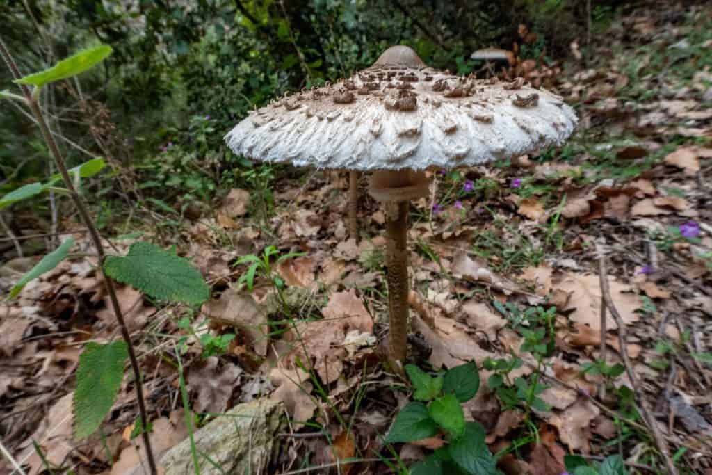 A large, white mushroom with a textured cap grows among fallen leaves, green plants, and grass in a forest setting along the Pyrenees High Route. The background is filled with foliage and blurred trees, perfect for an HRP Photo Gallery.