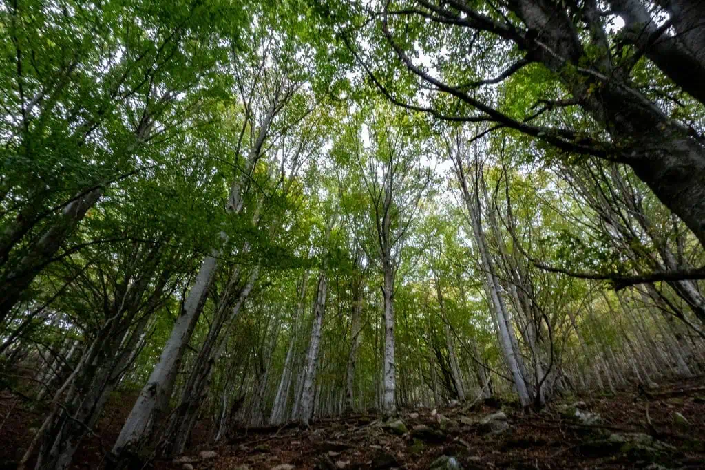 A dense forest with tall trees and green leaves, viewed from below at an upward angle along the Pyrenees High Route. The forest floor is covered with rocks and fallen leaves, as sunlight filters through the canopy above.