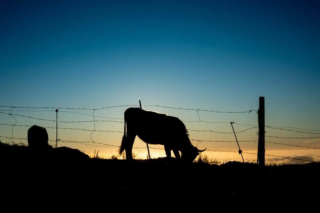 A silhouette of a cow grazing near a barbed wire fence at sunset along the Pyrenees High Route, with a clear sky fading from deep blue to orange on the horizon. Perfect for any Photo Gallery.