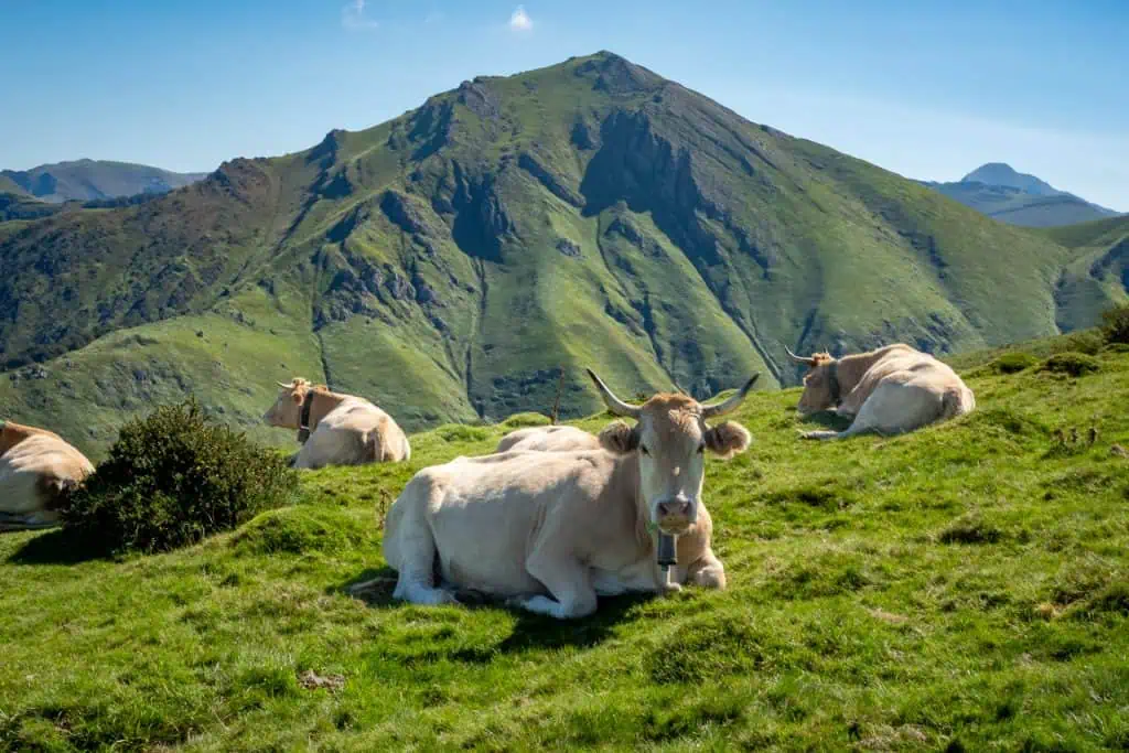 Several light brown cows are lying and grazing on green grass, with a large, lush mountain in the background under a clear blue sky.